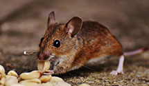 24 Hour & Emergency Exterminators in Rancho Santa Margarita, CA